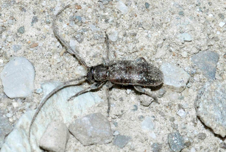 Exocentrus adspersus (Cerambycidae)